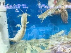 -海帮主·蒸汽海鲜青岛菜(栈桥火车站店)