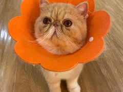 -滚猫咖啡·猫咖·猫友好撸猫(未来城店)