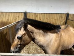 -李振强马术运动推广中心(南城店)