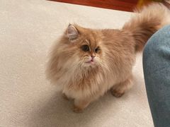 -欣宠猫屋·矮脚拿破仑·蓝金金渐层