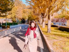 -三里屯东五街银杏大道