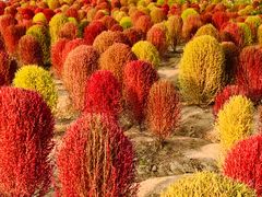 -径山花海