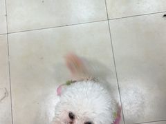 -宠福鑫康馨动物医院·骨科·眼科