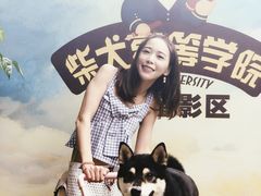 -柴犬高等学院·狗咖·柴犬售卖·宠物训练