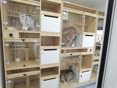 -爱洗澡的猫(望京店)