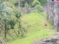 -都江堰中华大熊猫苑