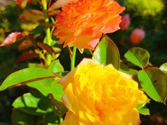 -国家植物园南园