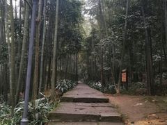 -缙云山景区