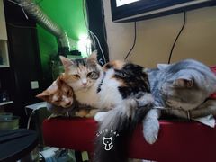 -猫色咖啡·猫咖