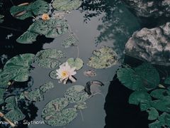 -水绘园