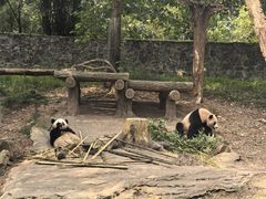 -都江堰中华大熊猫苑