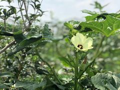 -上膳源有机农场