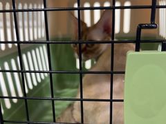 -佳雯宠物医院·皮肤科·内外科(春晓路分院)