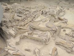 -自贡恐龙博物馆