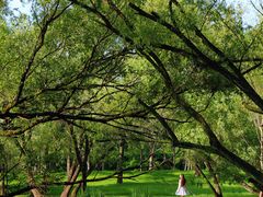 -上海共青森林公园