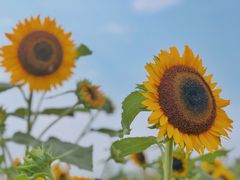 -中国天府农业博览园