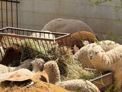 -青藏高原野生动物园
