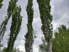 -群力丁香公园