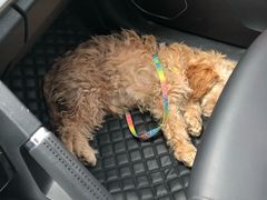 -骐奇宠物诊疗中心(南亭公路店)