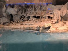 -帝企鹅自助餐厅•儿童岛•真企鹅(长隆企鹅酒店)