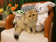 -欣宠猫屋·矮脚拿破仑·蓝金金渐层