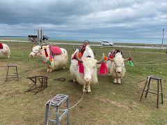 -青海湖国家重点风景名胜区