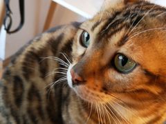 -Cappucimeow猫咪咖啡馆(韦伯时代店)