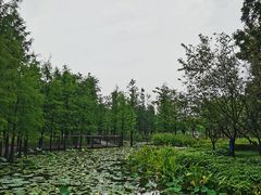 -映月湖公园