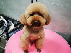 -宠福鑫康馨动物医院·骨科·眼科