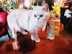 -咖法森林·咖啡  酒吧(天河店)