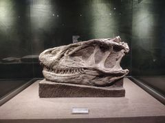 -自贡恐龙博物馆