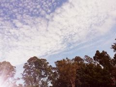 -银湖山郊野公园-相思林