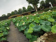 -武汉紫薇都市田园