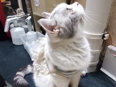 -猫色咖啡·猫咖