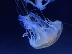 -珠海长隆海洋王国