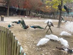 -东平国家森林公园