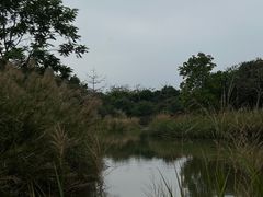 -福田红树林生态公园