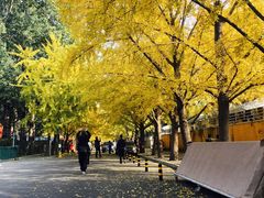 -三里屯东五街银杏大道