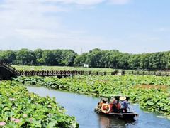 -荷塘月色湿地公园·向阳花洲