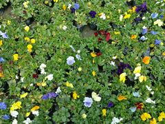 -绵阳盛世樱花悠乐谷