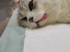 -爱侣宠医·鹦鹉专科·小型哺乳类·异宠专科(灵石路店)