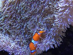 -西雅图水族馆