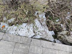 -牛背梁国家森林公园