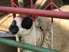 -南宫五洲植物乐园