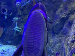 -太平洋海底世界