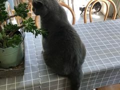 -海边的猫和咖啡馆