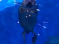 -海合安青岛极地海洋公园