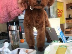 -猫狗日记·自助洗护·宠物寄养·售卖