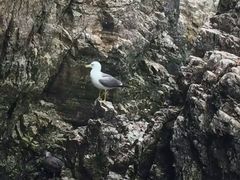 -海驴岛(荣成市)