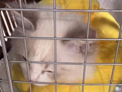 -佳雯宠物医院·皮肤科·内外科(春晓路分院)